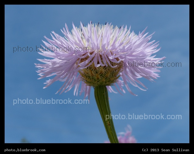 Almost Pink - Cedar Ridge Preserve, Dallas TX