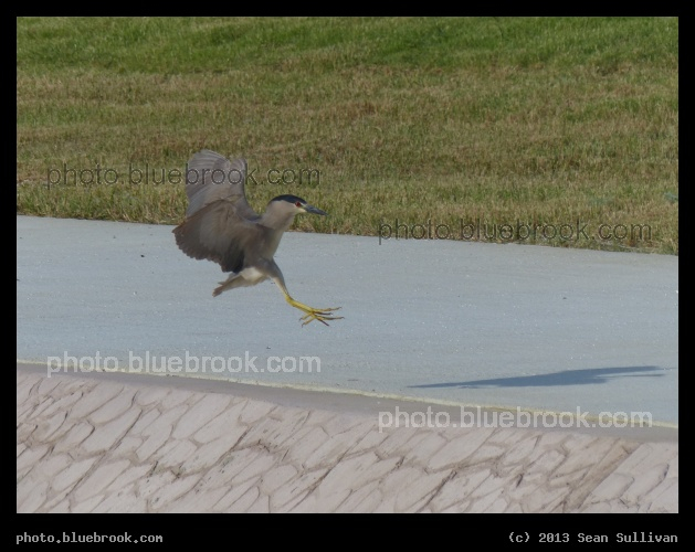 Night Heron, Landing - Irving, TX