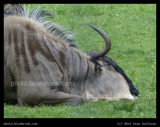Resting Gnu - Franklin Park Zoo, Boston MA