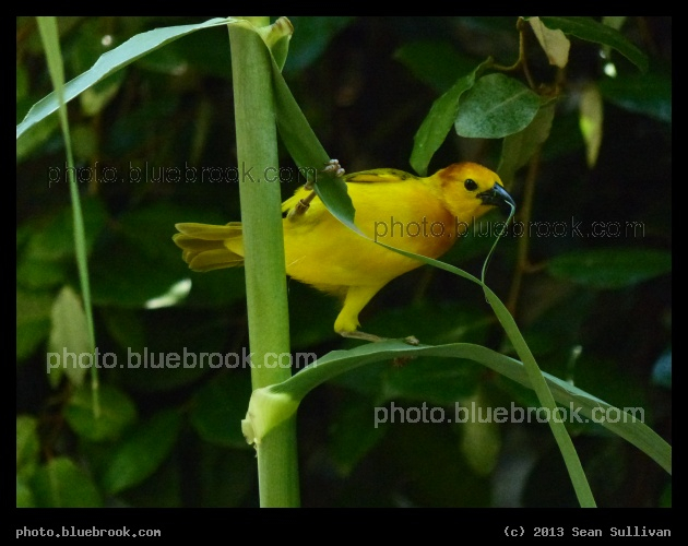Gathering Materials - Golden Weaver, Dallas Zoo, Dallas TX