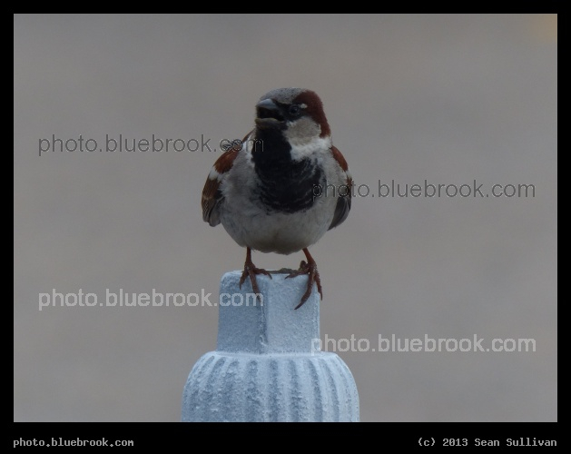 Sparrow Pedistal - At MBTA Forge Park commuter rail station, Franklin MA