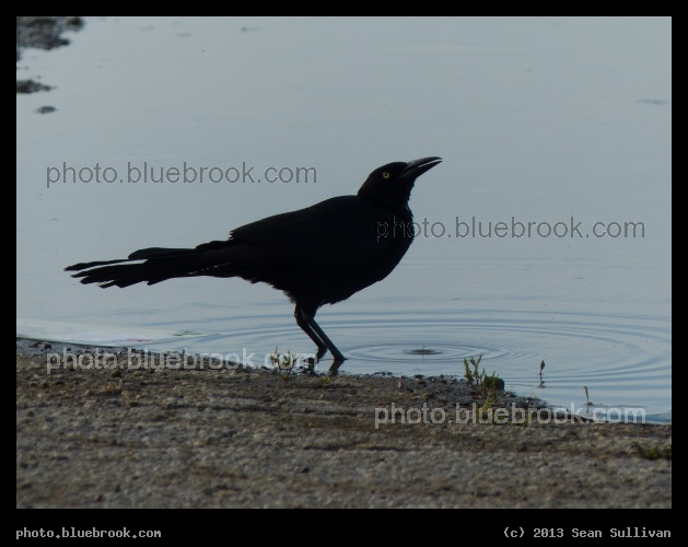 Thirsty Grackle - Dallas, TX