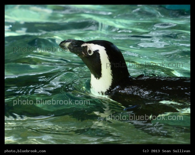 African Penguin - Dallas Zoo, Dallas TX