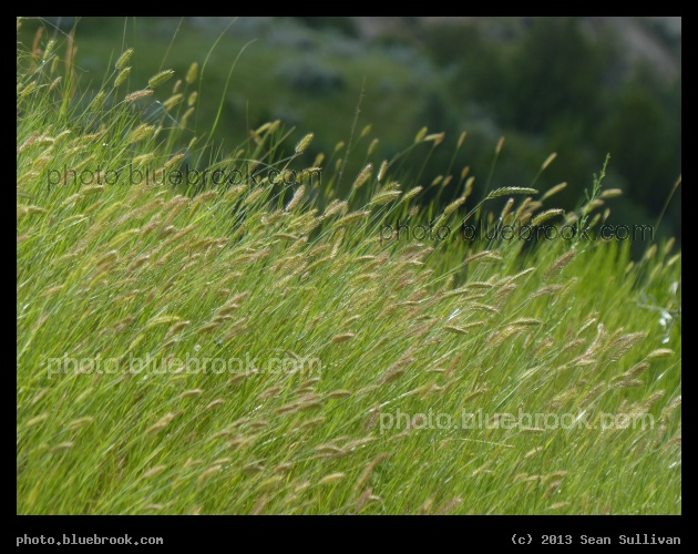 North Dakota Grassland - Theodore Roosevelt National Park