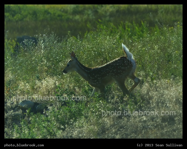 Spotted Fawn - Ravalli County, Montana