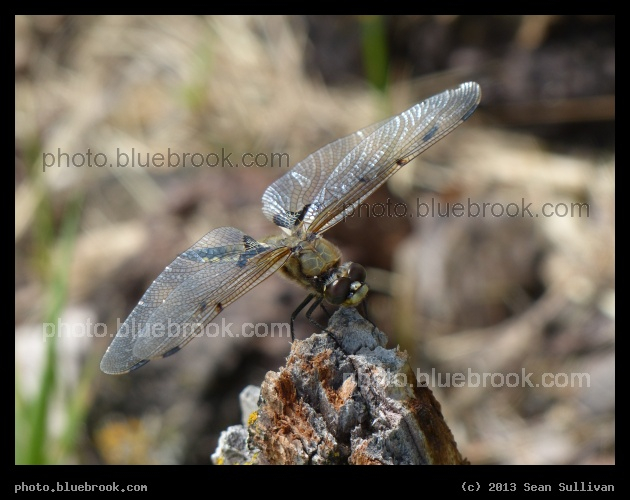 Perched Dragonfly - Mentor, MN