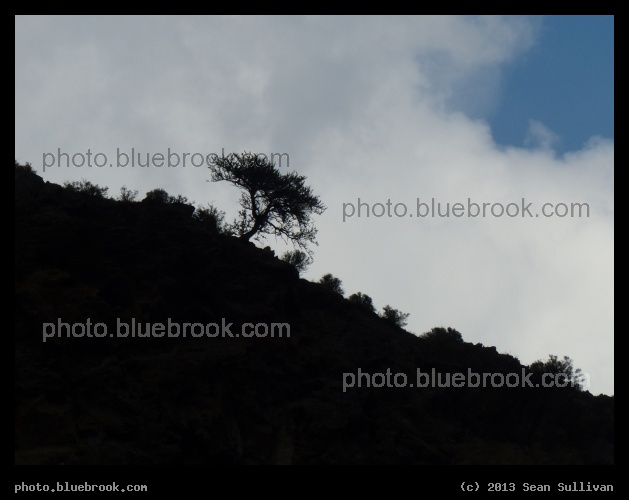 Tree, on a Slope - Between Riggins and White Bird, ID