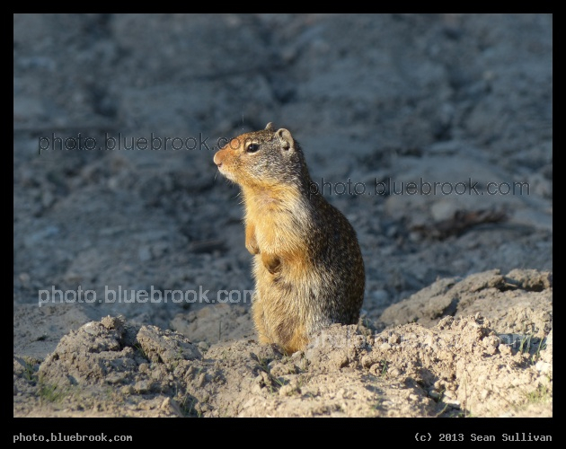 Ground Critter - Dena Mora rest area, I-90, near Taft MT