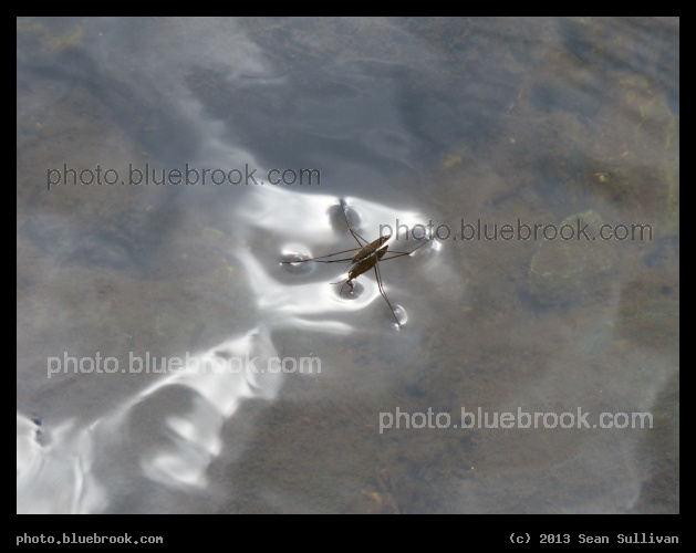 Water Strider - Little Salmon River, south of Riggins ID
