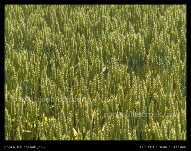 Ripening Grain - Moscow, ID