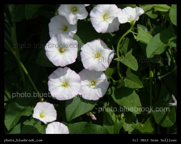 Snowy White Morning Glories - Theodore Roosevelt National Park, North Dakota