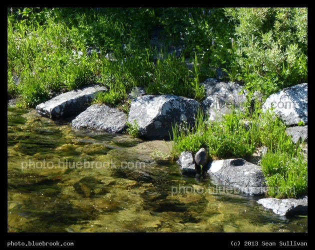 Vibrant Riverbank - Lochsa River, Clearwater National Forest, ID