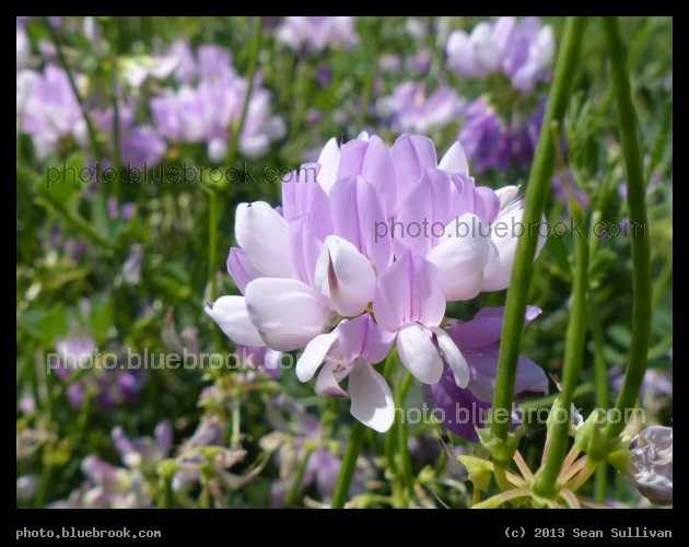 Shades of Lavender - East Grand Forks, MN