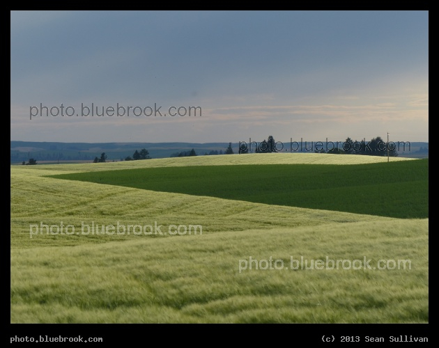 Shimmering Green - Kendrick, ID