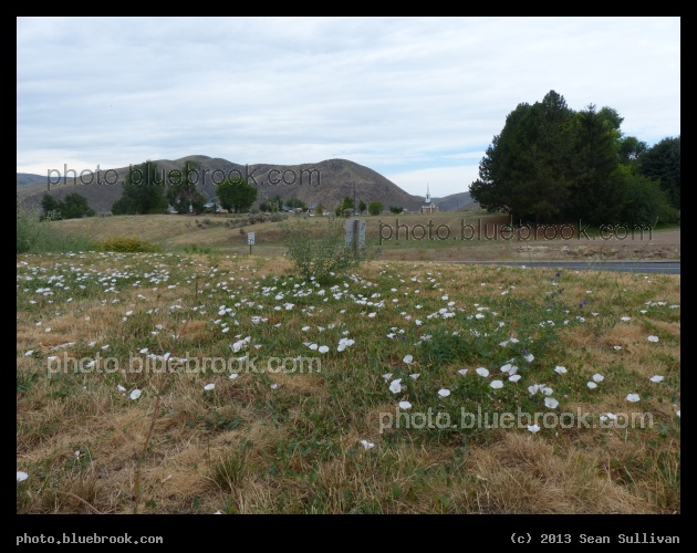 Flowers of Horseshoe Bend - Horseshoe Bend, ID