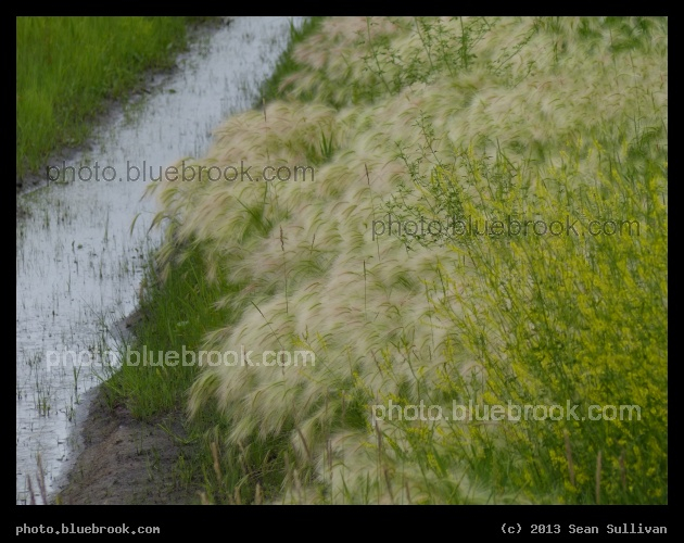 Roadside Fluff - Fisher, MN