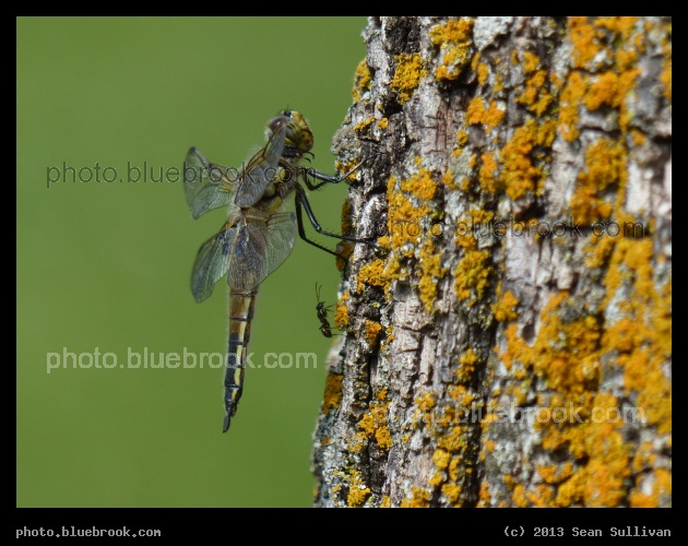 Two Insects - Dragonfly and Ant, Mentor MN