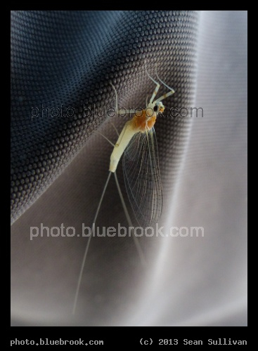 Airborne Visitor - On my sleeve, Crookston MN