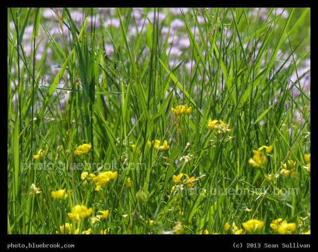 Patch of Meadow - East Grand Forks, MN
