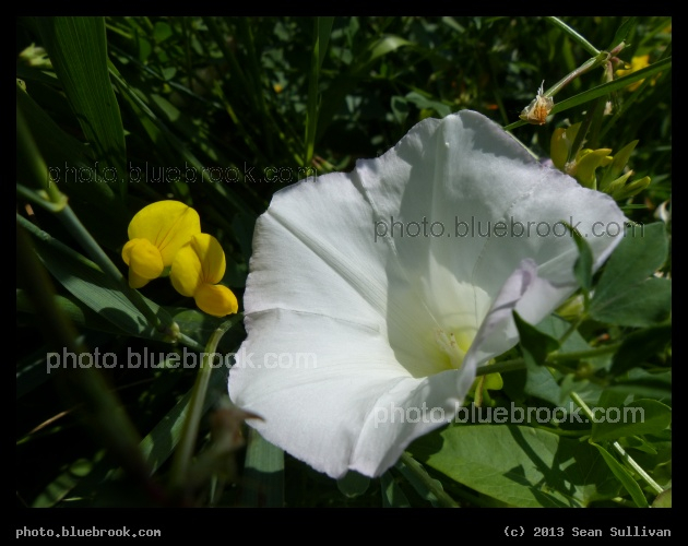 A Study of Blossoms - East Grand Forks, MN