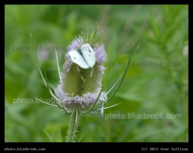 White Butterfly on Teasel - Morgantown, WV