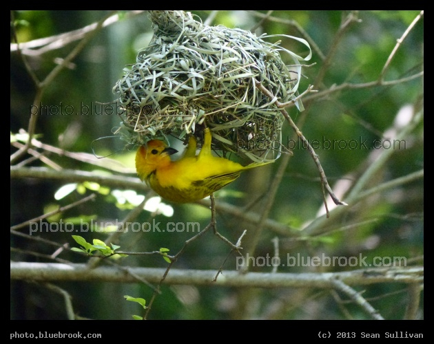 Golden Weaver Weaving - Dallas Zoo, Dallas TX