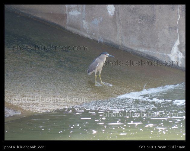 Night Heron - Irving, TX