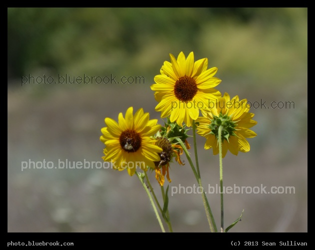 Payette Flowers - Near the Payette River, New Plymouth ID