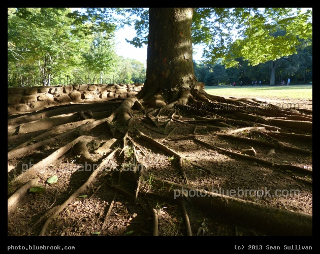 Tree Roots - Beaver Brook Reservation, Waltham MA