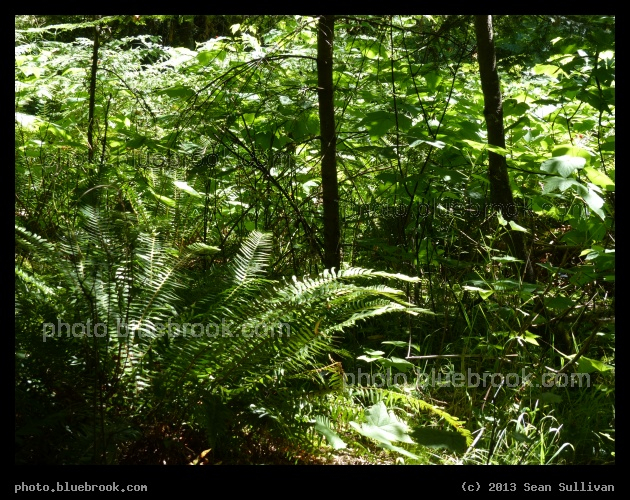 Among the Ferns - Kooskia, ID