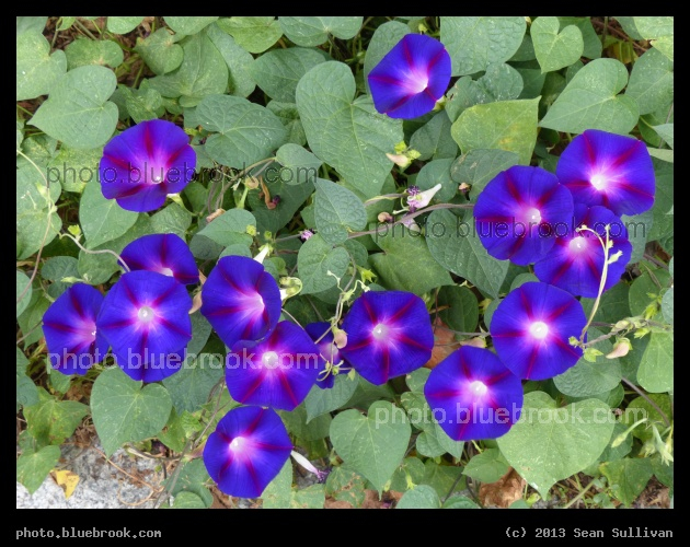 Purple Cluster - Somerville MA