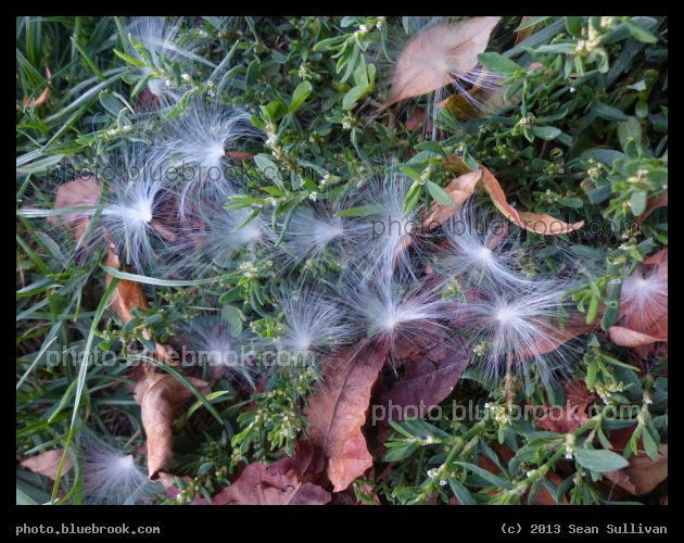 Wind Affinity - Lynn MA