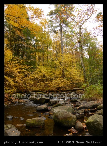 Golden Leaves at Willard Brook - Willard Brook, Ashby MA