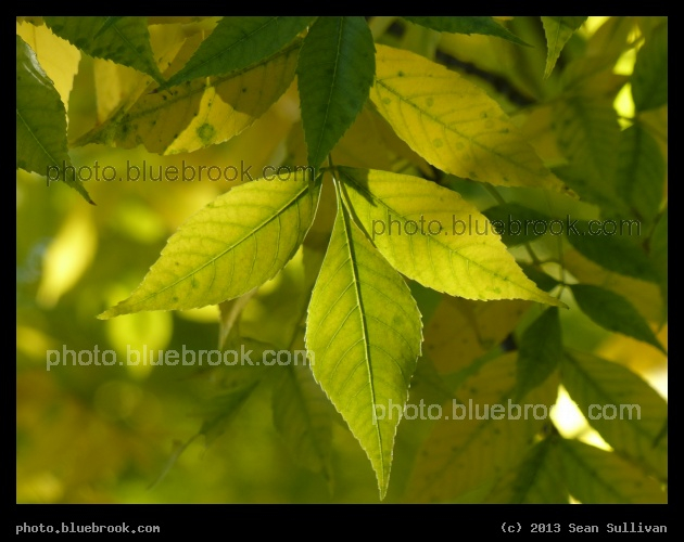Dappled Leaves - Mystic River Reservation, Medford MA