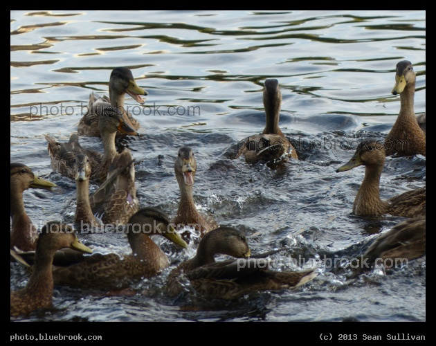 Laughing Duck - Charles River, Waltham MA