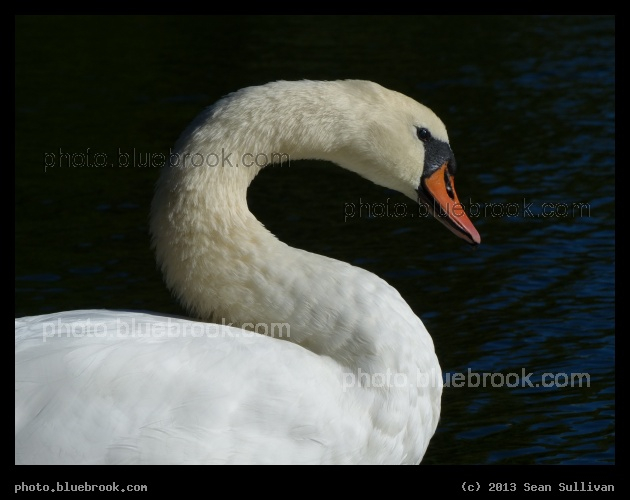 Swan - Public Garden, Boston MA
