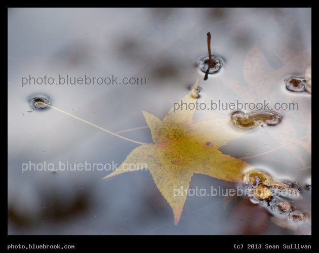 Water Star - Houghton Garden, Newton MA