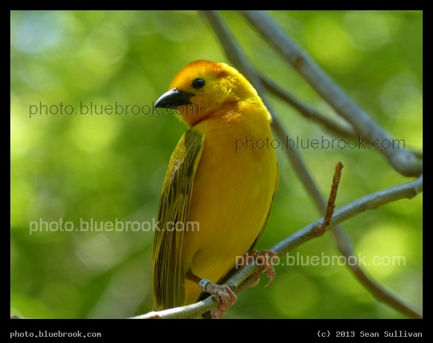 Golden Weaver Portrait - Dallas Zoo, Dallas TX