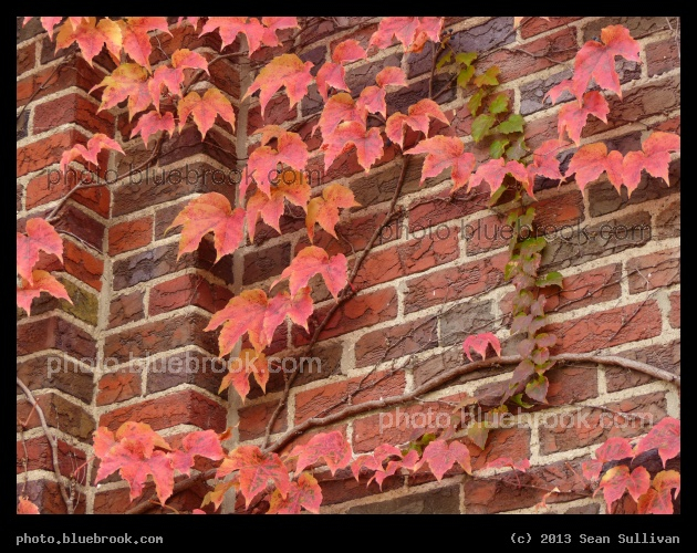 Ivy and Brick - Cleveland Circle, Boston MA
