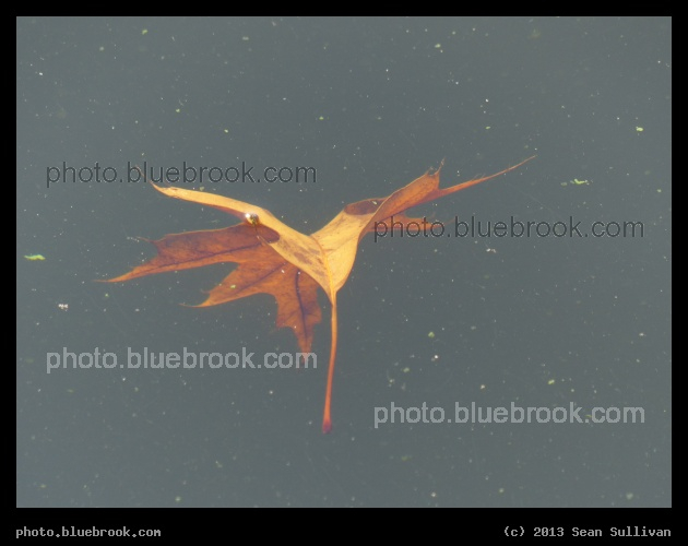 Submerged Leaf - Charles River, Boston MA