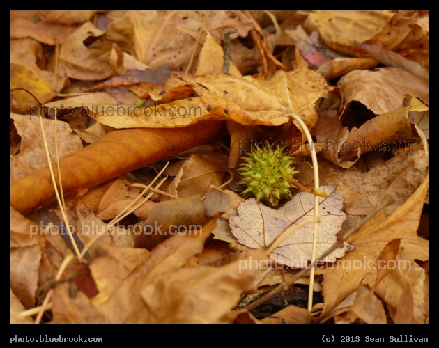 Pod - Houghton Garden, Newton MA