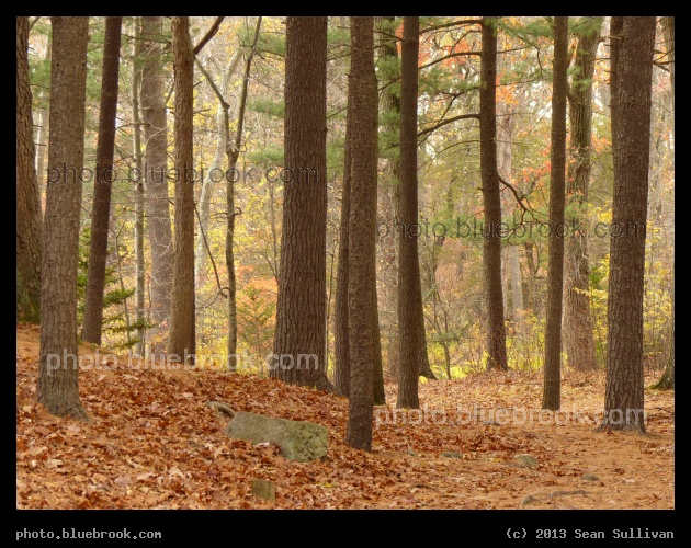 Newton Forest - Houghton Garden, Newton MA