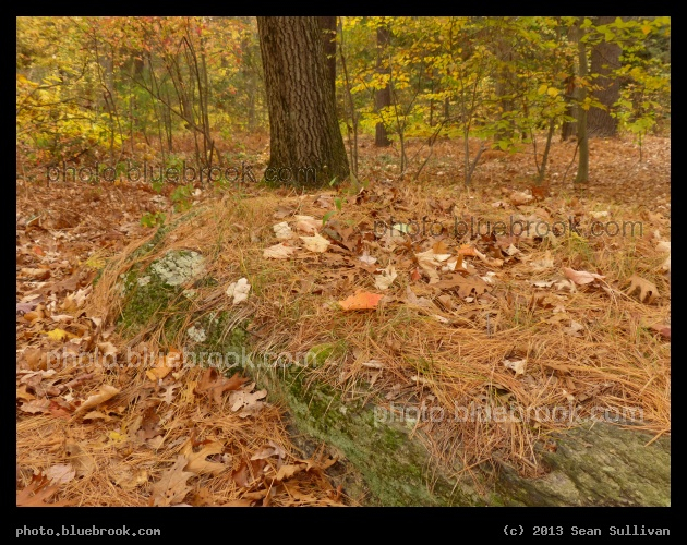 November Needles and Leaves - Houghton Garden, Newton MA