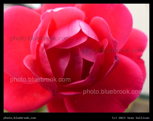 November Rose - Newton, MA