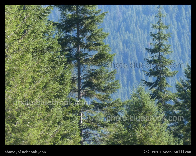 World of Evergreens - Clearwater National Forest, ID