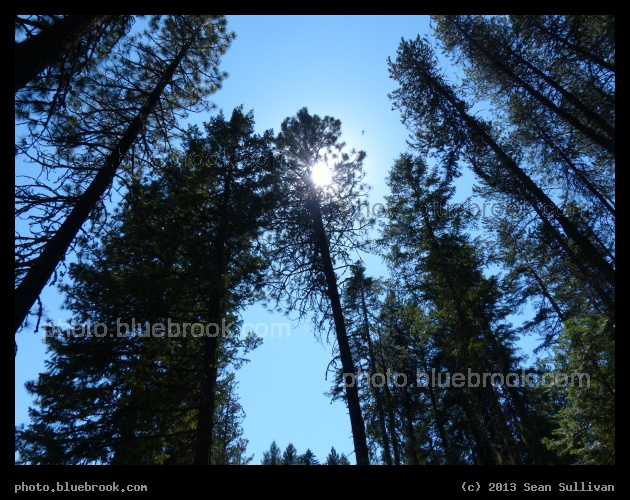 Trees of Mineral Mountain - Mineral Mountain Rest Area on US-95, Mary McCroskey State Park, Tensed ID