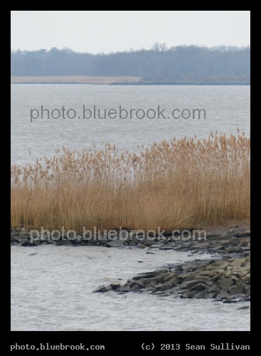 Delaware Grasses - Delaware River at Battery Park, New Castle DE