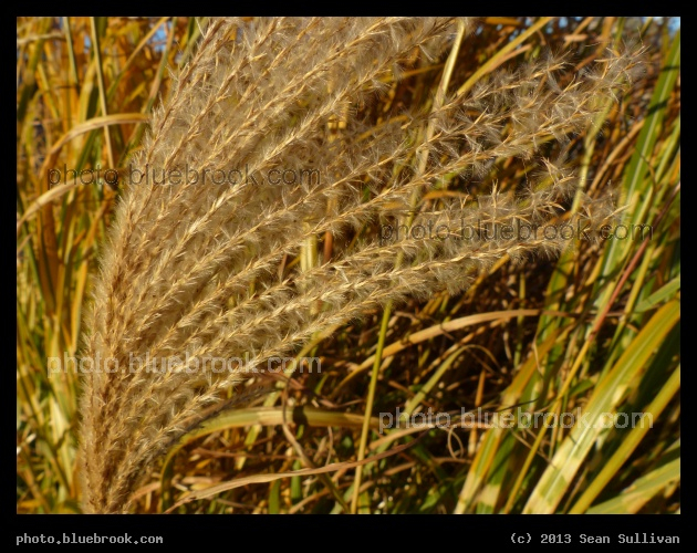 Bending Stalks - Bremen St Park, East Boston MA