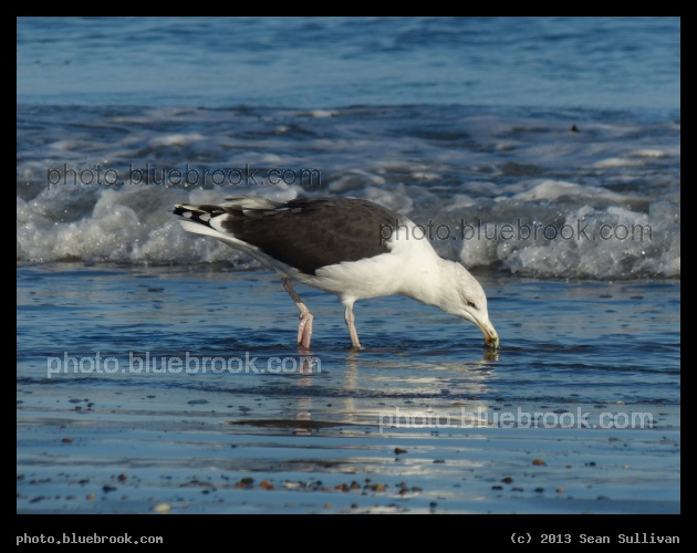Tasting the Shore - Revere Beach, Revere MA