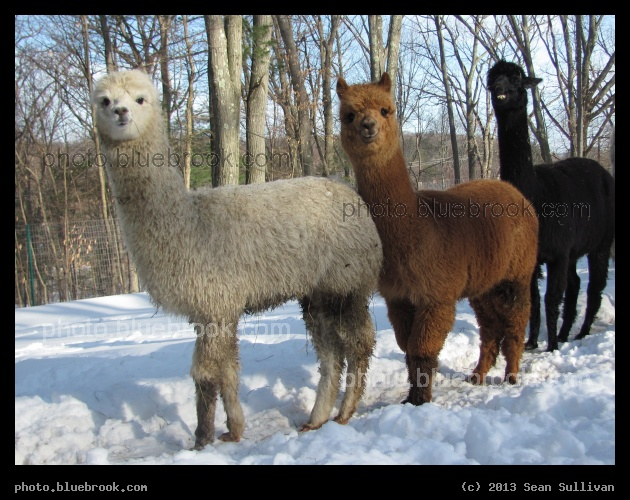Alpacas in a Line - Grafton MA